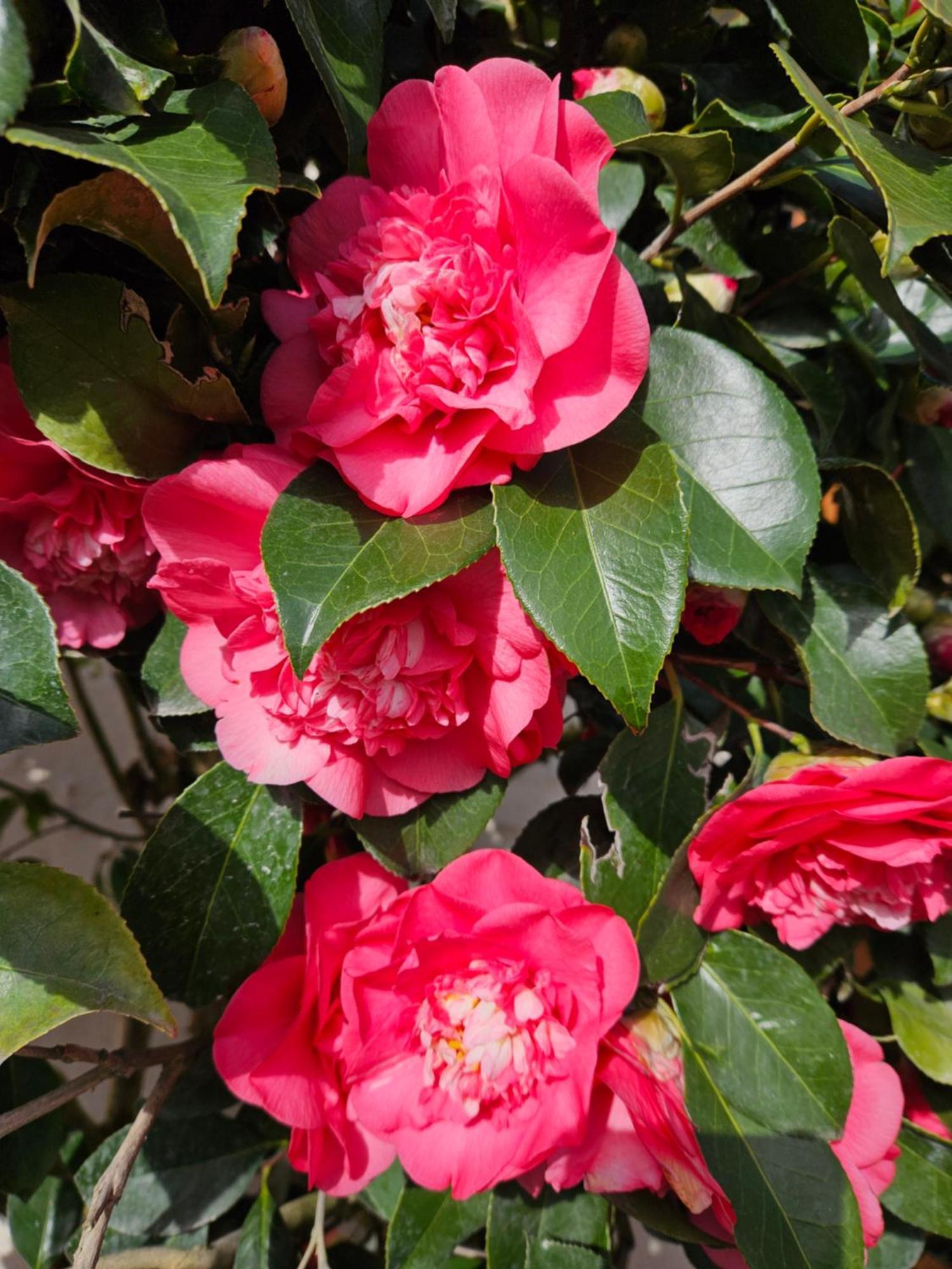 Les Camelias Selles-sur-Cher